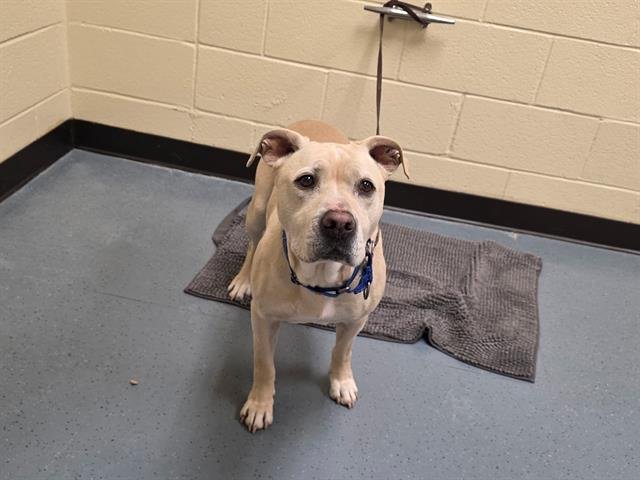 KIRA - Labrador Retriever available for adoption