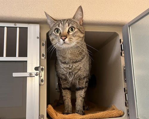 PATHFINDER - Domestic Short Hair for adoption in Westminster