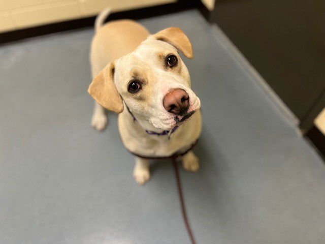 PUMPKIN - Labrador Retriever available for adoption