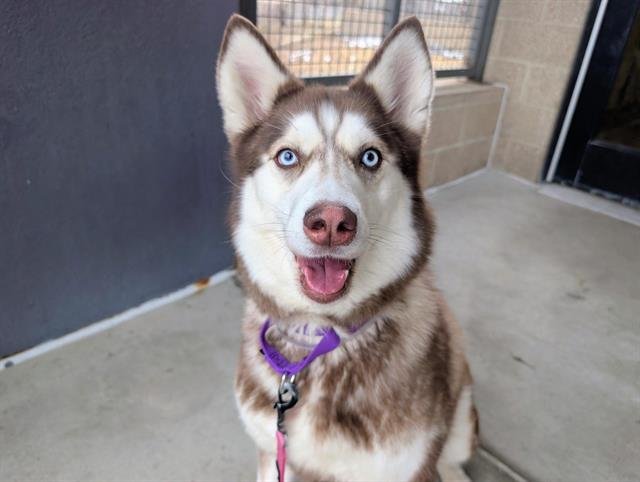BELLA - Siberian Husky available for adoption
