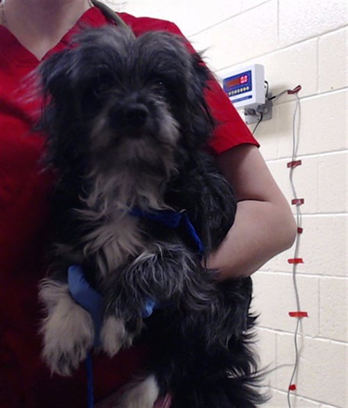 BABY - Terrier available for adoption