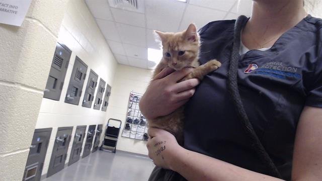 RON - Domestic Medium Hair available for adoption