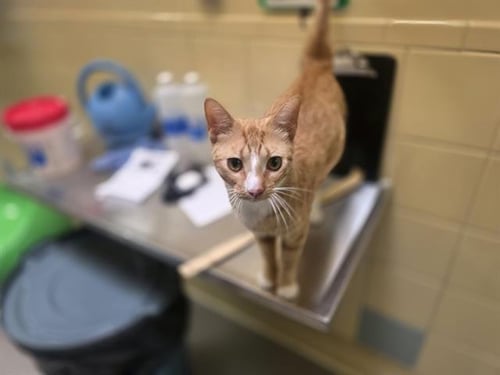 MACARONI - Domestic Short Hair for adoption in Denver