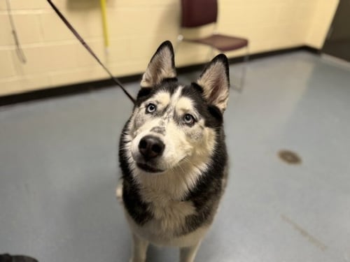 BELLA - Siberian Husky available for adoption