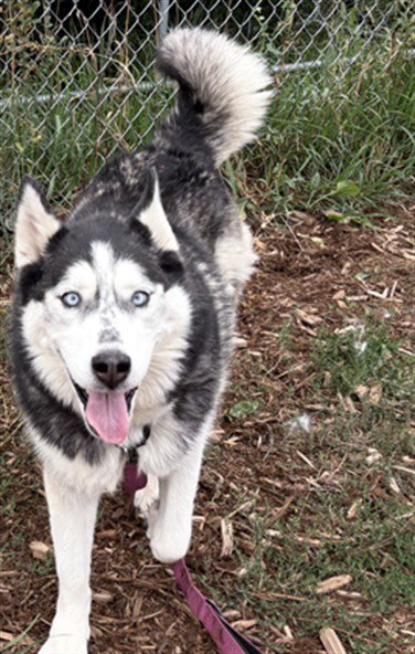 BELLA - Siberian Husky available for adoption