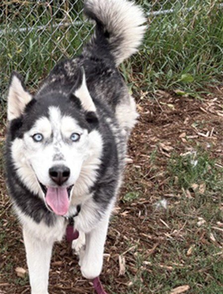 BELLA - Siberian Husky available for adoption