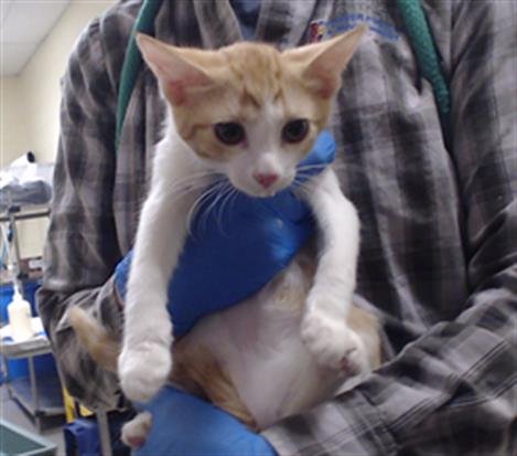 BARBARA - Domestic Short Hair available for adoption