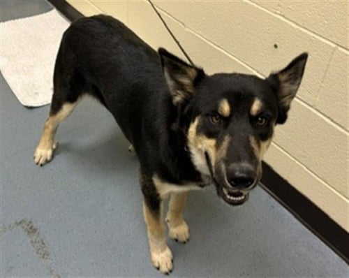 BUCK - Siberian Husky / German Shepherd Dog available for adoption