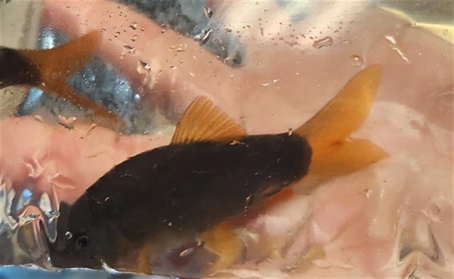 PALAFIN - Fish available for adoption