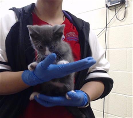 KRONE - Domestic Short Hair available for adoption