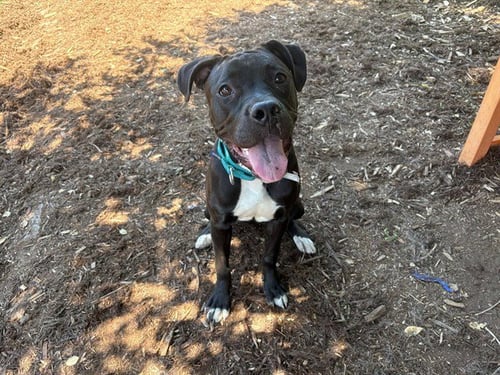 BOSTON TEA - American Pit Bull Terrier available for adoption