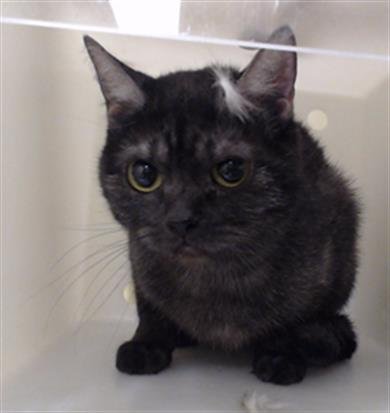 MINT CHOCOLATE CHIP - Domestic Short Hair available for adoption