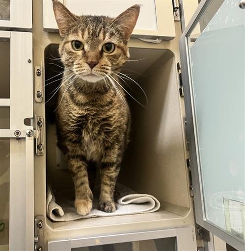 SILVIA - Domestic Short Hair available for adoption