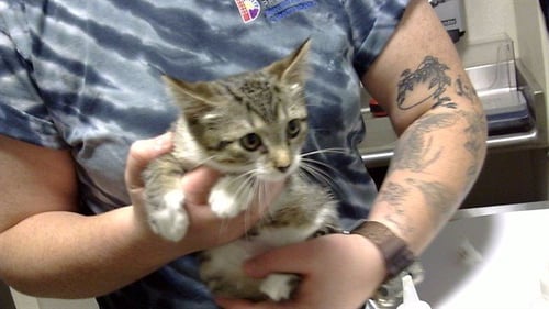 BAJA - Domestic Short Hair available for adoption