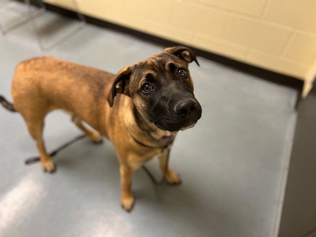 SHAMROCK - Belgian Shepherd Malinois available for adoption