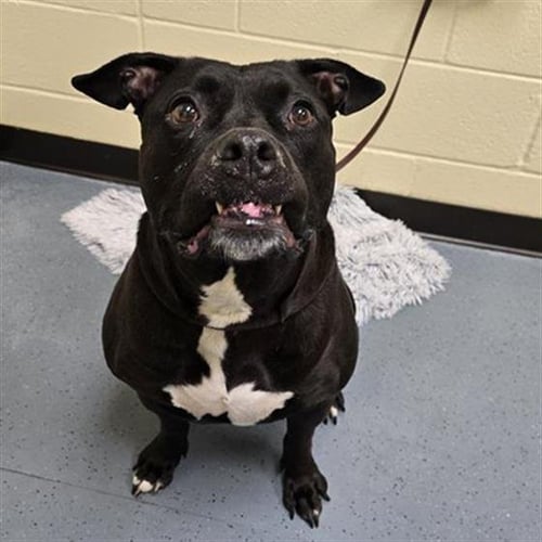 PRINCESS - American Pit Bull Terrier available for adoption
