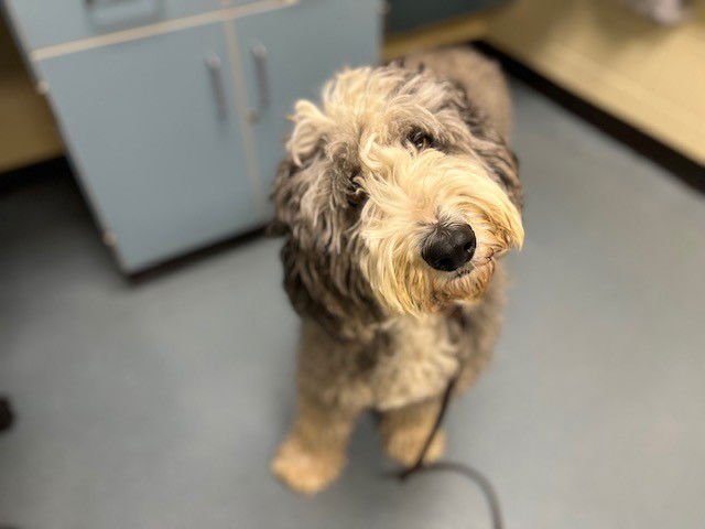 MIKITA - Old English Sheepdog available for adoption