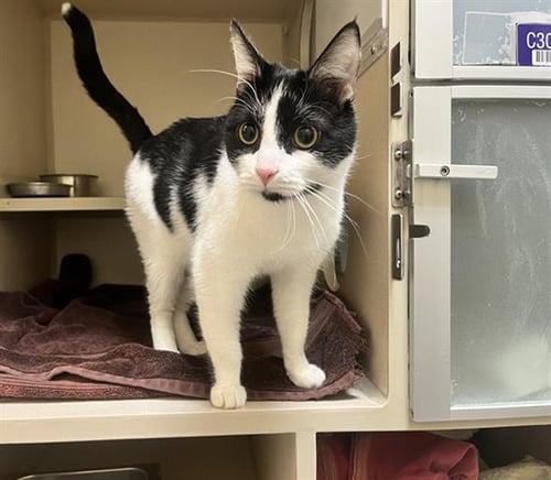 TEDDY MCSLUSHY - Domestic Short Hair available for adoption