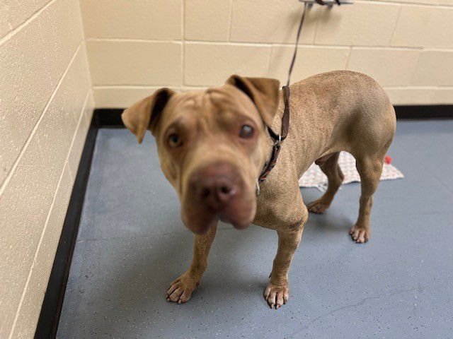 RAZOR - Chinese Shar-Pei available for adoption