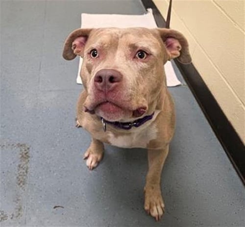 BRANDI CARLISLE - American Pit Bull Terrier for adoption in Denver