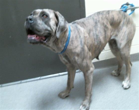RINA - Cane Corso Mastiff available for adoption