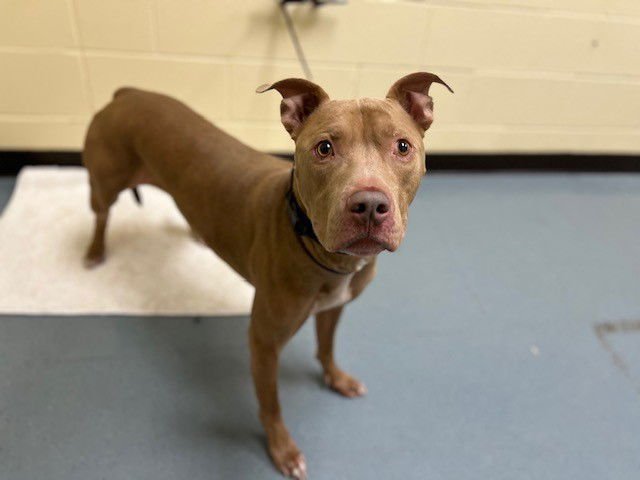 ZUMBA - American Pit Bull Terrier available for adoption