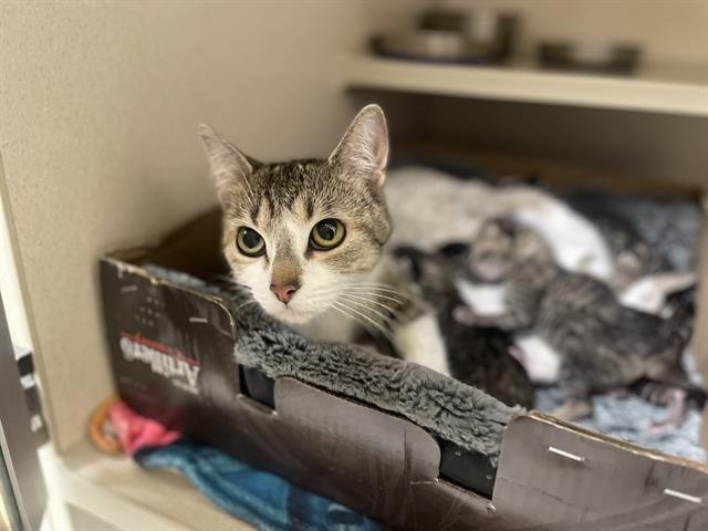 SASHA - Domestic Short Hair available for adoption