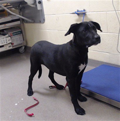 CAULDRON - Labrador Retriever available for adoption