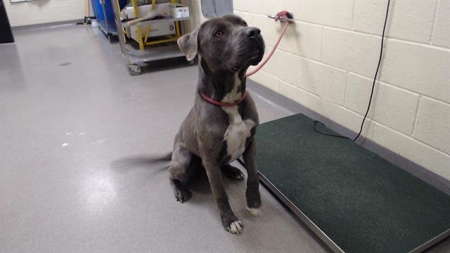 REMY - Great Dane / American Pit Bull Terrier available for adoption