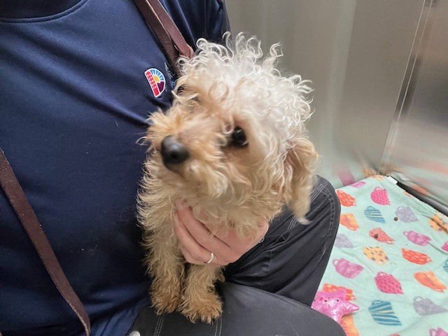 MADISON CHOCK - Poodle (Miniature) available for adoption