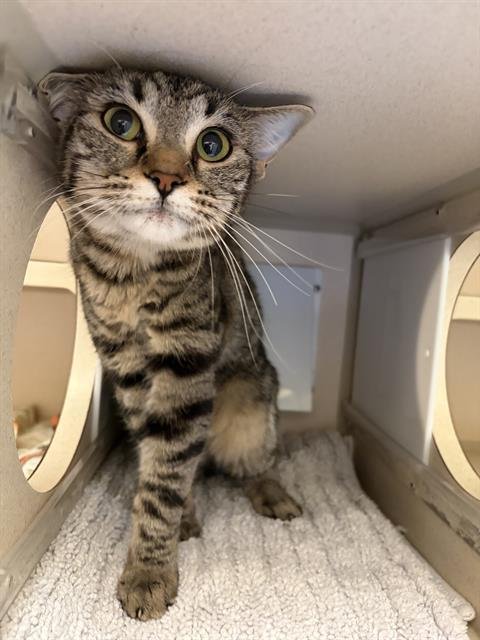 LIL GIRL - Domestic Short Hair available for adoption