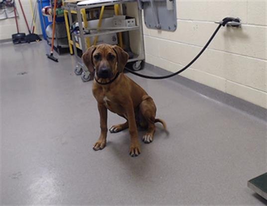BONE NIX - Rhodesian Ridgeback available for adoption