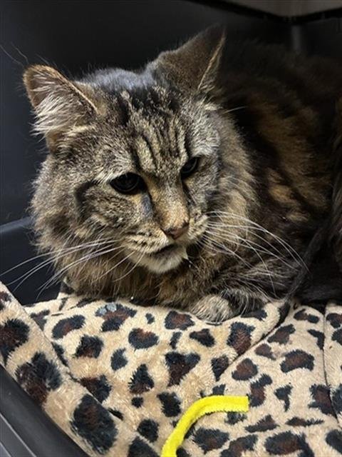 ANTENNA - Domestic Long Hair available for adoption