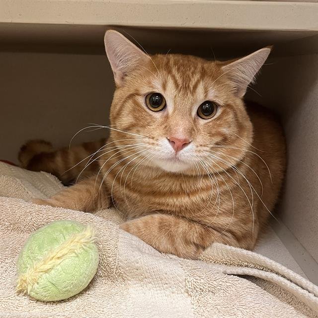 PUMPKIN - Domestic Short Hair available for adoption