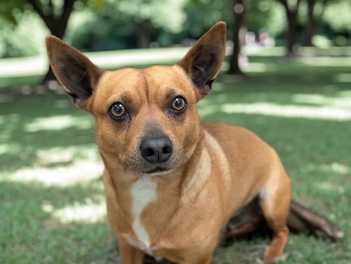 DR. MOHAN - Chihuahua available for adoption