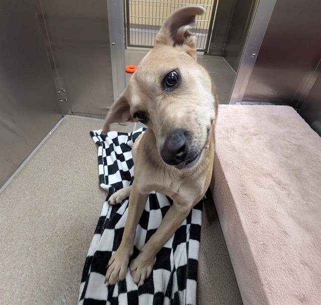 ALIKA LUNA - Australian Cattle Dog/Blue Heeler available for adoption