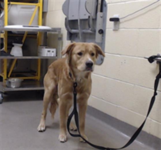 WINSTON - Golden Retriever available for adoption