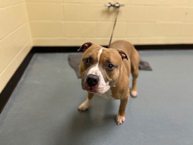 BUG - Pit Bull Terrier available for adoption