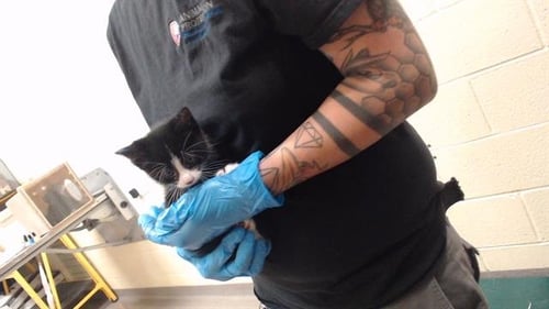 A434726 - Domestic Medium Hair available for adoption
