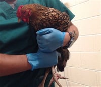 CHICKIRA - Photo 1