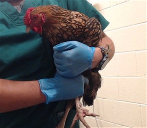 CHICKIRA - Chicken available for adoption