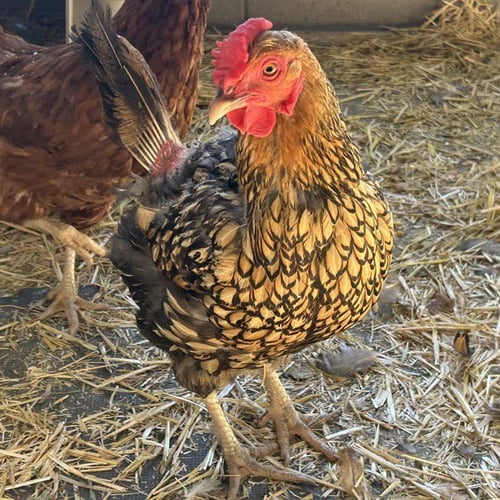 CHICKIRA - Chicken available for adoption