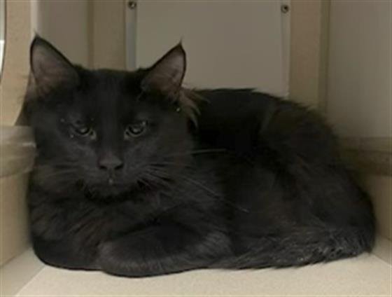 TINY - Domestic Medium Hair available for adoption