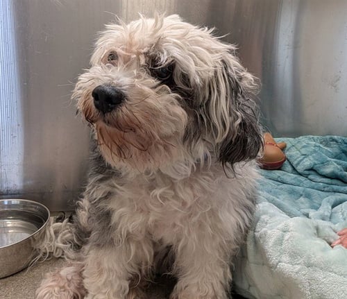 HARLEY - Shih Tzu available for adoption