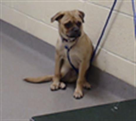 MUFFIN - Pug / Beagle available for adoption