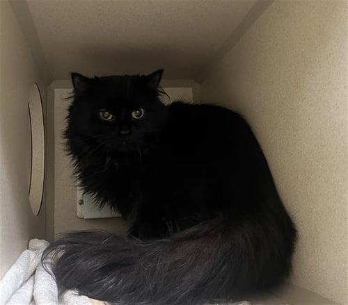 MIMI - Domestic Long Hair available for adoption