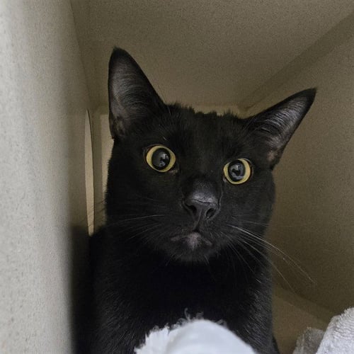 EZREN - Domestic Short Hair available for adoption