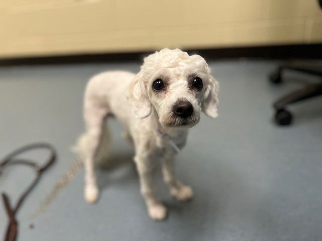 SMOOCH - Poodle (Miniature) available for adoption