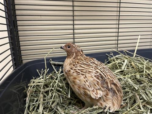 ALBERT EGGSTEIN - Quail available for adoption