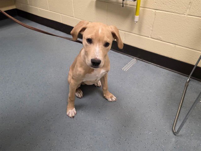 ASPEN - Labrador Retriever available for adoption